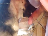 Big cock got a dog blowjob