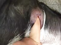 Tight animal hole got fingered zoofilia xxx