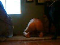Sexy gay got dogstyled on the floor beastiality porn