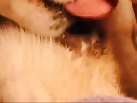 Animal sex fun with a furry white dog