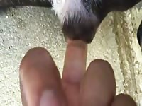 Animal sex toy got fingered on the street