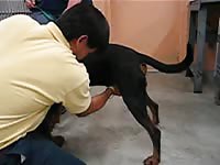 Gay beastiality collecting dog semen
