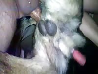 Dog got double penetrated on hot dog sex