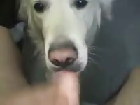 White dog deepthroat big dick