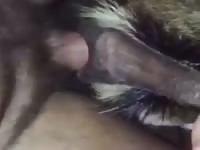 Gay beastiality stories with furry dog