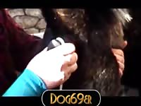 Dog animal fuck toy by man
