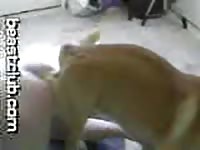 Hot dog sex with gay on beastiality porn hub