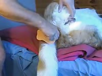 Destroying an animal's ass amateur beastiality