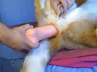 Dildo penetrates a pet's hole beastiality