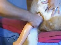 Gay beast using dildo to dog
