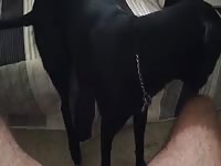 K9 dog sucking a big cock