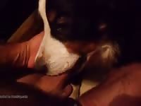 Animal sex in the bed by gay and dog