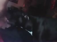 Free zoo porn with k9 dog sex