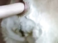 Big dildo fucks an animal dog porno