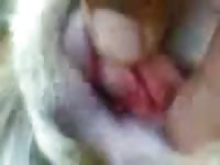 Man wrecking a dog's pinkish zoopussy