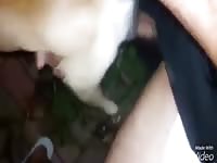 Two men on force beastiality sex