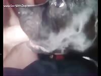 People having sex with animals compiled