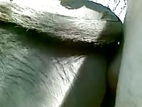 Big ass mare on animal pornhub