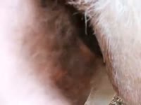 Gay on hardcore animal porn