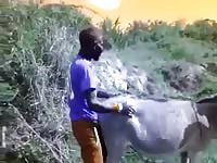 Man fucks a horse on ebony beastiality