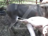 Gay loving a big horse dick in his ass