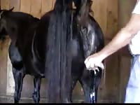 Mare moaning on zoophilia horse sex