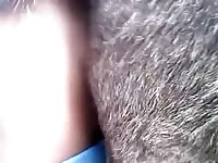 Gay animal sex a mare