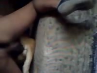 Cute dog got fucked by beastiality lover