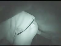 Horse anal with a gay's ass
