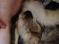 Husky dog porno with skinny gay