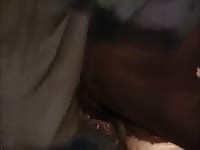 Beastiality porn film of horse fucking