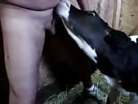 Sheep porn sucking a dick
