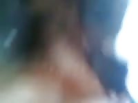 Brown dog sucking a big beastie cock