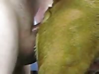 Pet porn with brown dog and man