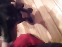 Animal sex toy sucking a huge cock