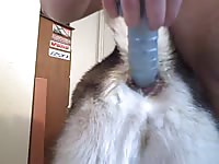 Man masturbating his dog on pet porn