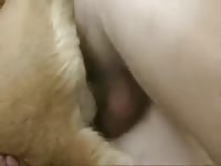 Big dick going hard canine dildo