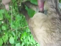 Beastiality porn film with a dog