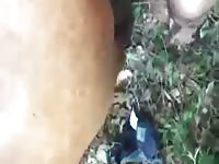 Forest fuck with a wild animal xxx