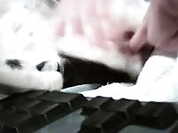 Beastiality lover gay enjoying his dog's ass 