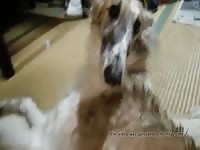 Hairy dog got his ass fingered homemade beastiality