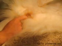 Banging the tiny zoopussy of a furry dog