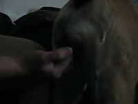 Dog anal sex with a horny neighbor