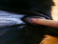 Playing with the hole of an animal xxx
