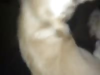 Penetrating a k9's ass beastiality xxx