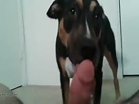 Sucking a pink hard cock zoofilia xxx