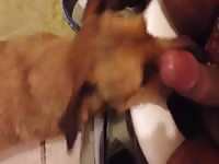 Sucking a cock in the bathroom beastiality xxx