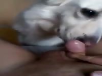 Savoring a pink dick homemade beastiality