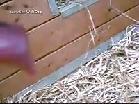 Small animal dick on a farm xxx
