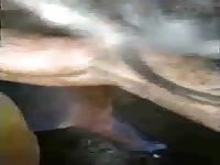 Black zoopussy of a horse got banged